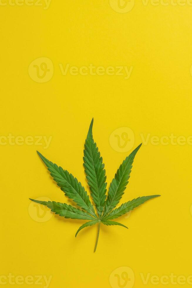 hierba, canabis, cáñamo, marijuana hoja en vistoso antecedentes. foto