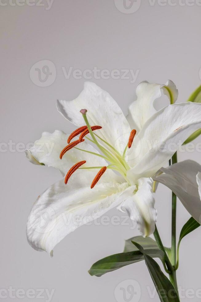 Lilly flowers on white background. Flora wallpaper backdrop. photo