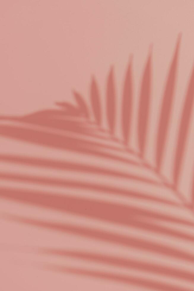 Palm leaves on pink background. Flora wallpaper backdrop. photo