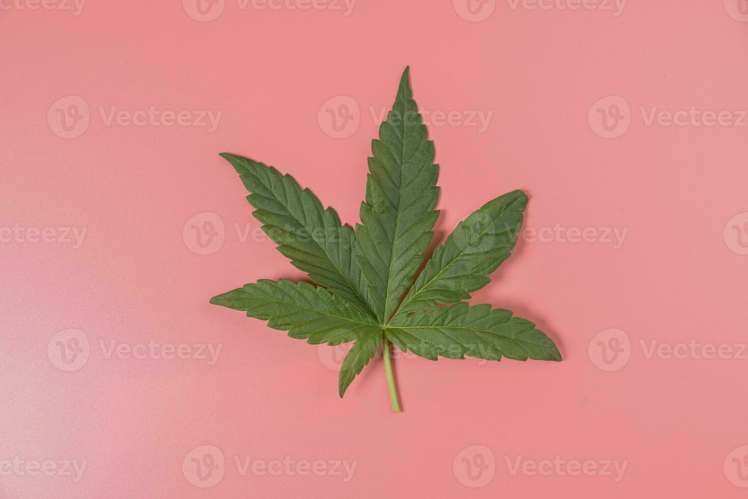 Weed, cannabis, hemp, marijuana leaf on colorful background. photo