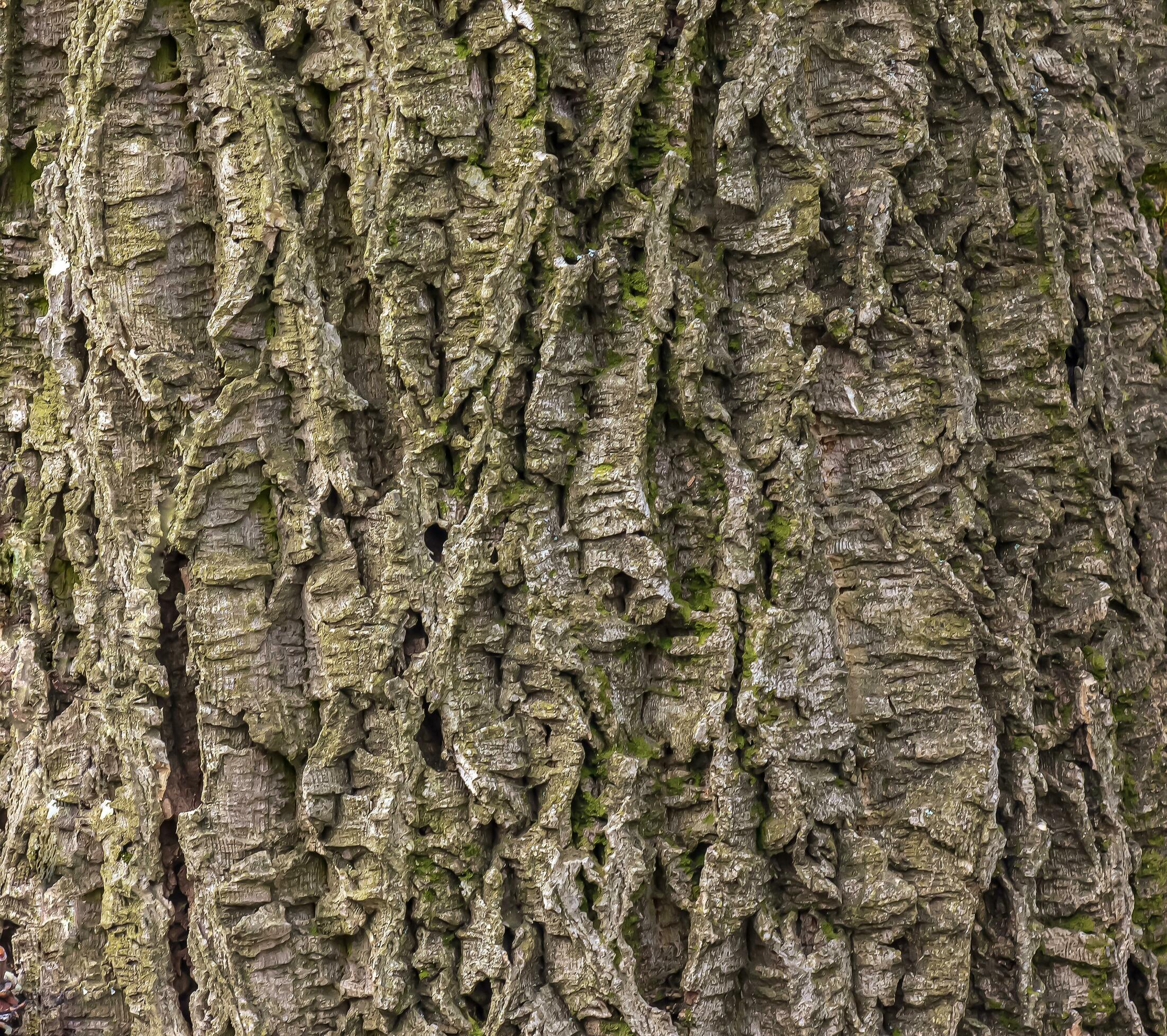 Closeup of cork tree bark. Cork tree or Phellodendron sachalinense in