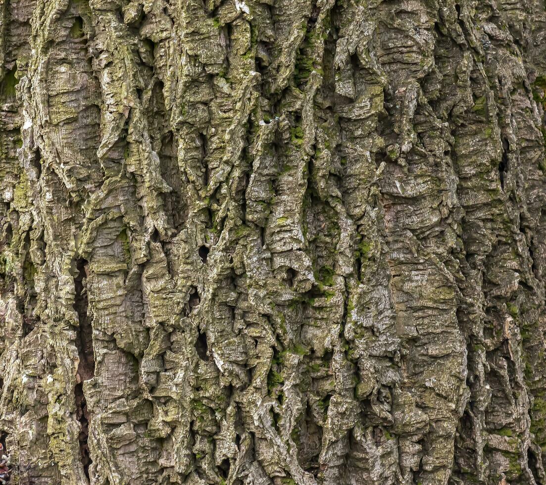 Close-up of cork tree bark. Cork tree or Phellodendron sachalinense in Latin photo
