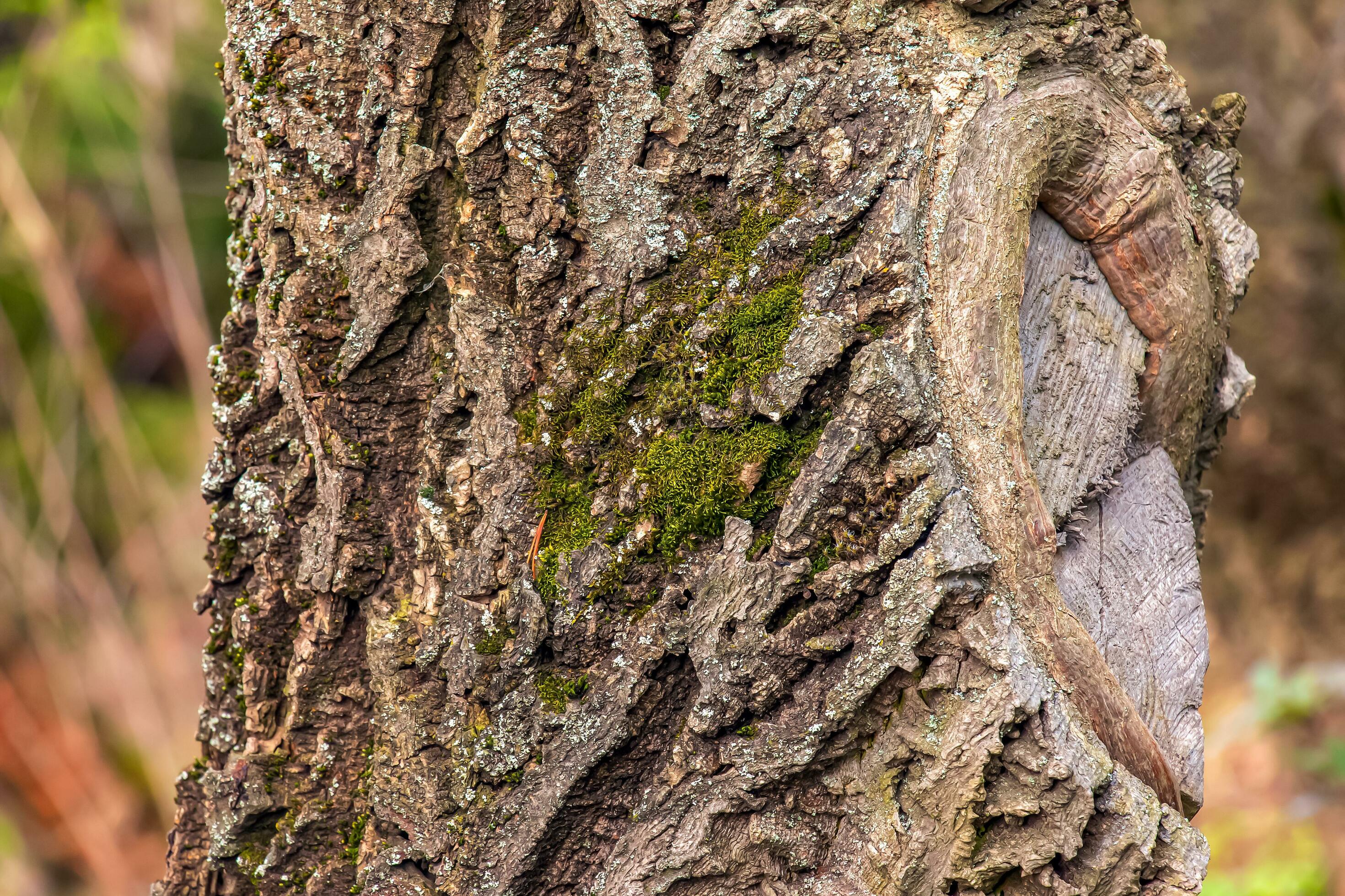 Closeup of cork tree bark. Cork tree or Phellodendron sachalinense in