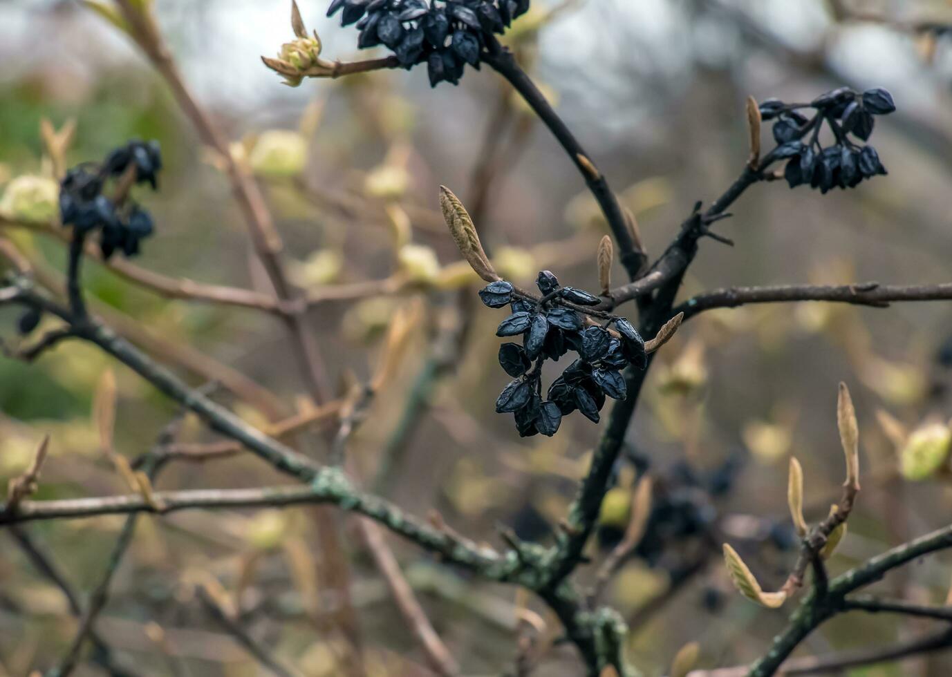 Viburnum lantana flower buds in early spring. Last year's fruits on the branches. Life conquers death. photo