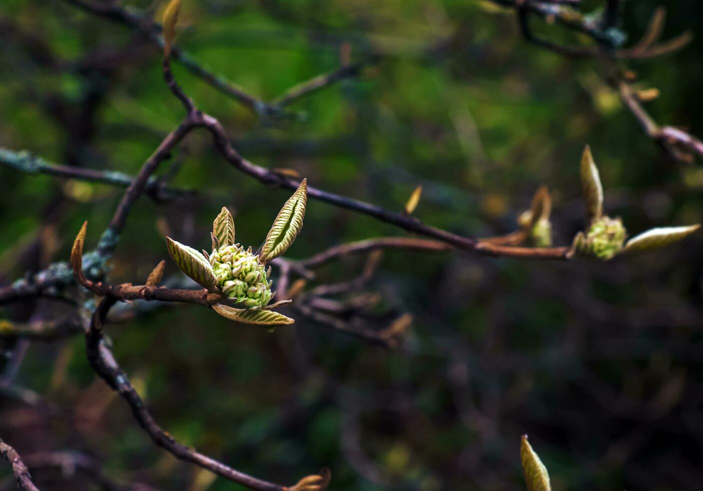 Viburnum lantana flower buds in early spring. Last year's fruits on the branches. Life conquers death. photo