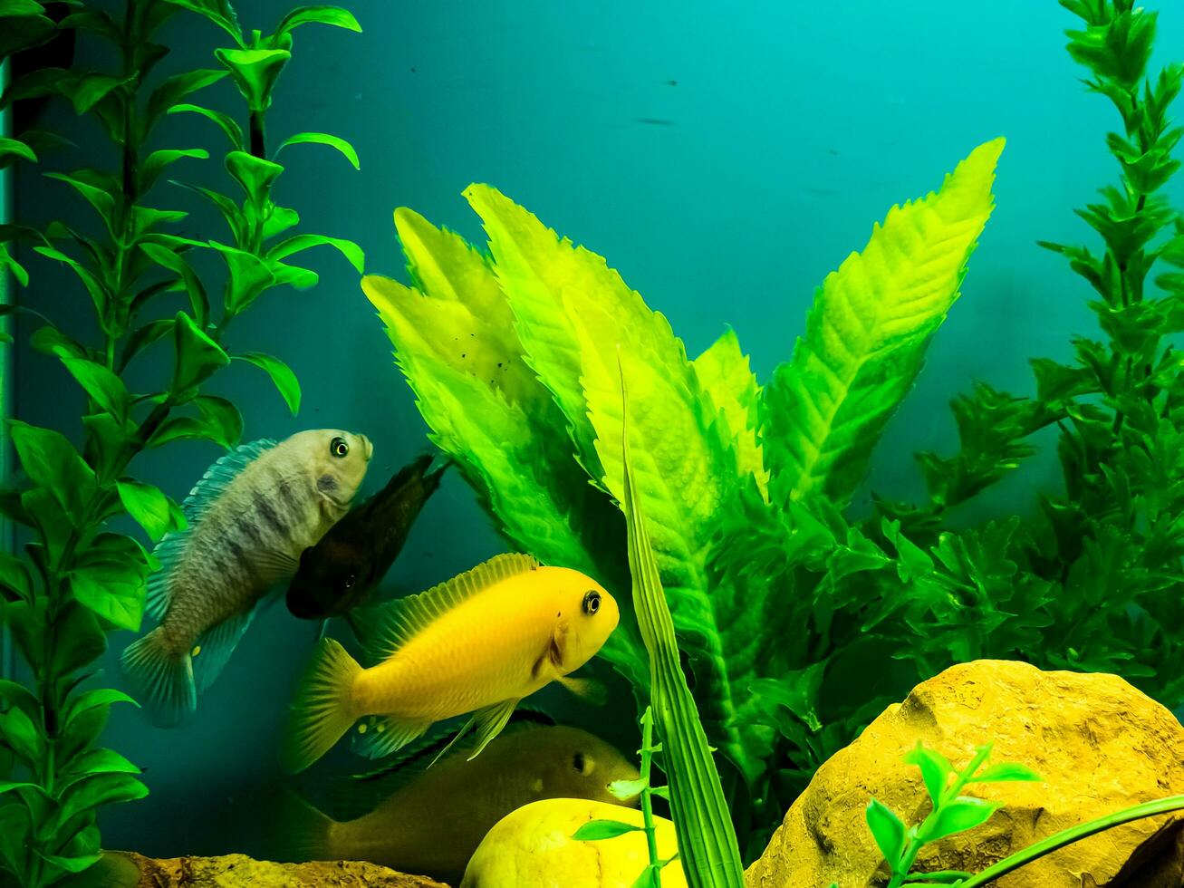 Multi-colored bright fish swim in the aquarium. Aquarium with small pets. photo