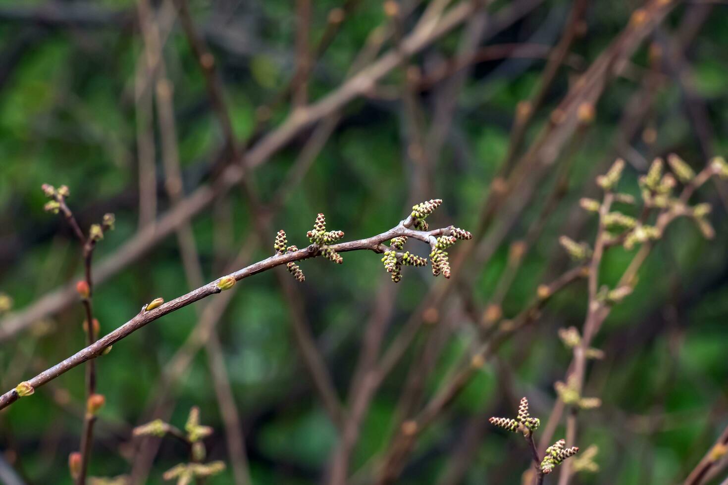 Buds and leaves of sumac Rhus trilobata in spring. photo