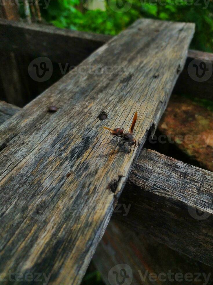 documentary portrait of a red wasp that is perched and looking for natural materials for the construction of its nest. photo