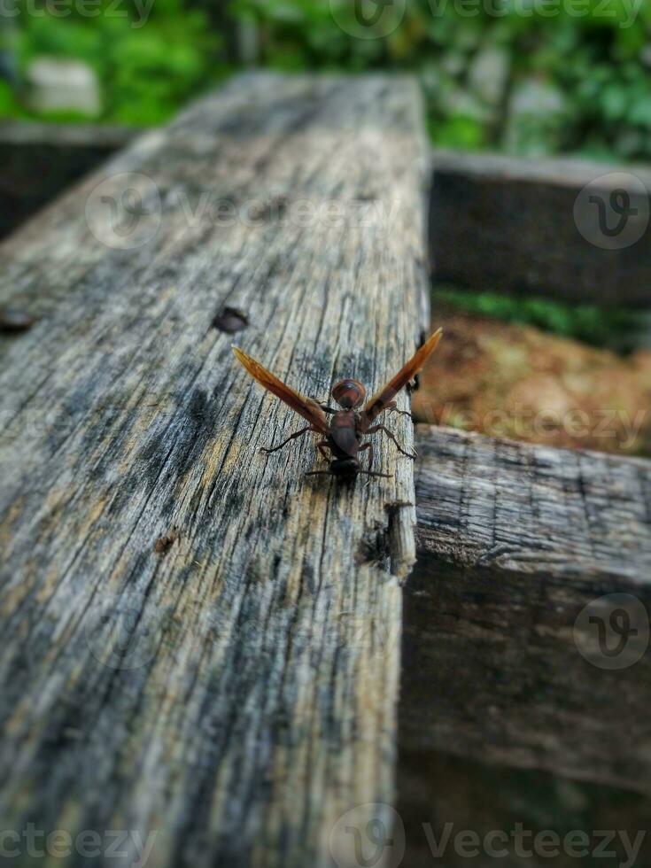 documentary portrait of a red wasp that is perched and looking for natural materials for the construction of its nest. photo