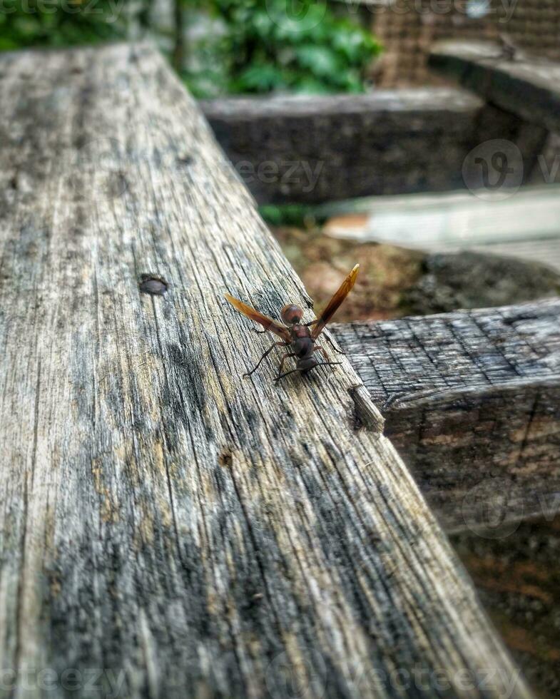 documentary portrait of a red wasp that is perched and looking for natural materials for the construction of its nest. photo