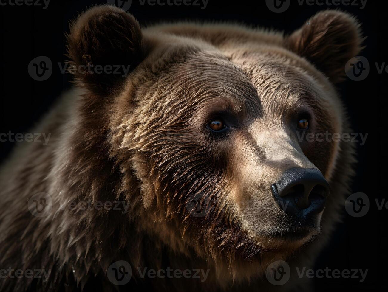 Close Up Head of Grizzly Bear, jungle mascot. Wallpapers, photo