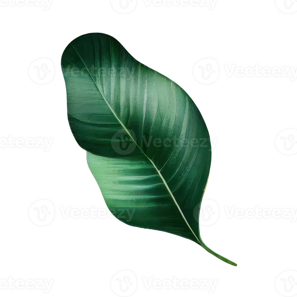 Tropical leaves in watercolor . png