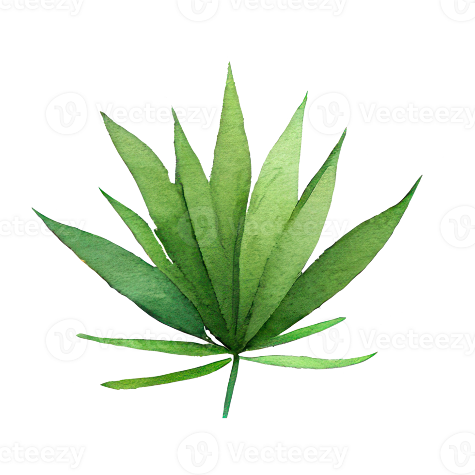 Tropical leaves in watercolor . png