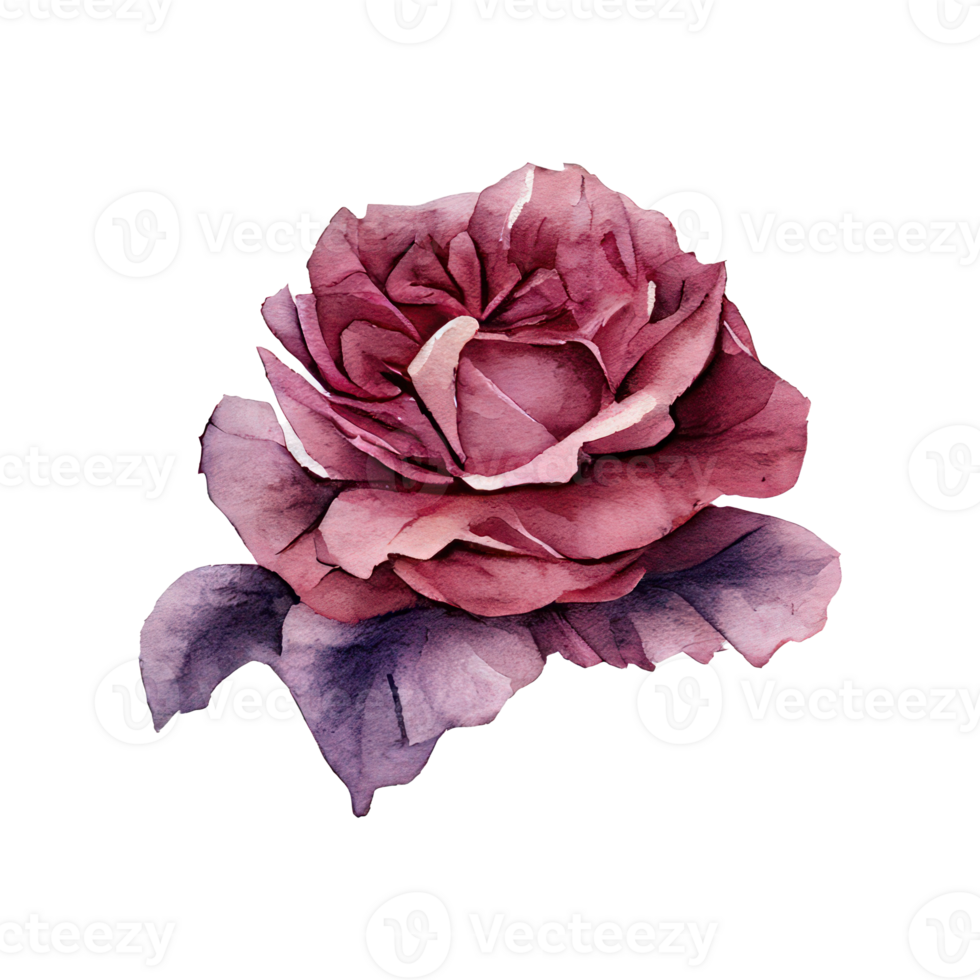 Roses watercolor . . png