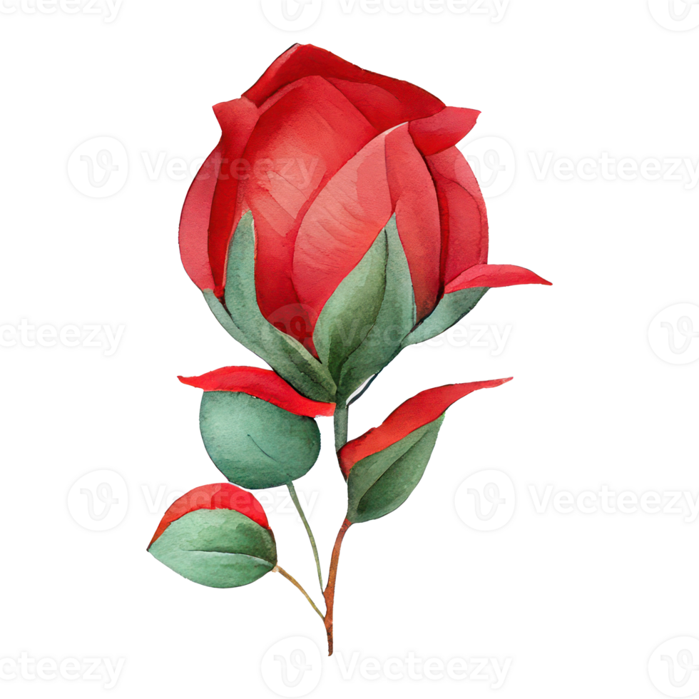Roses watercolor . . png
