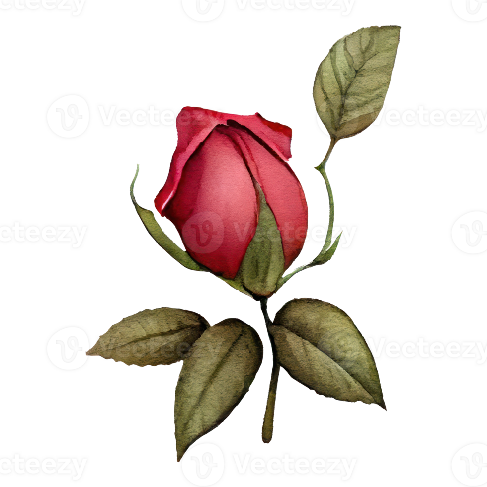 Roses watercolor . png
