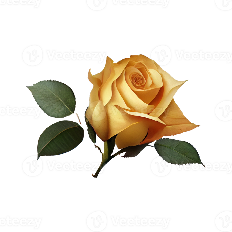 Roses watercolor . . png