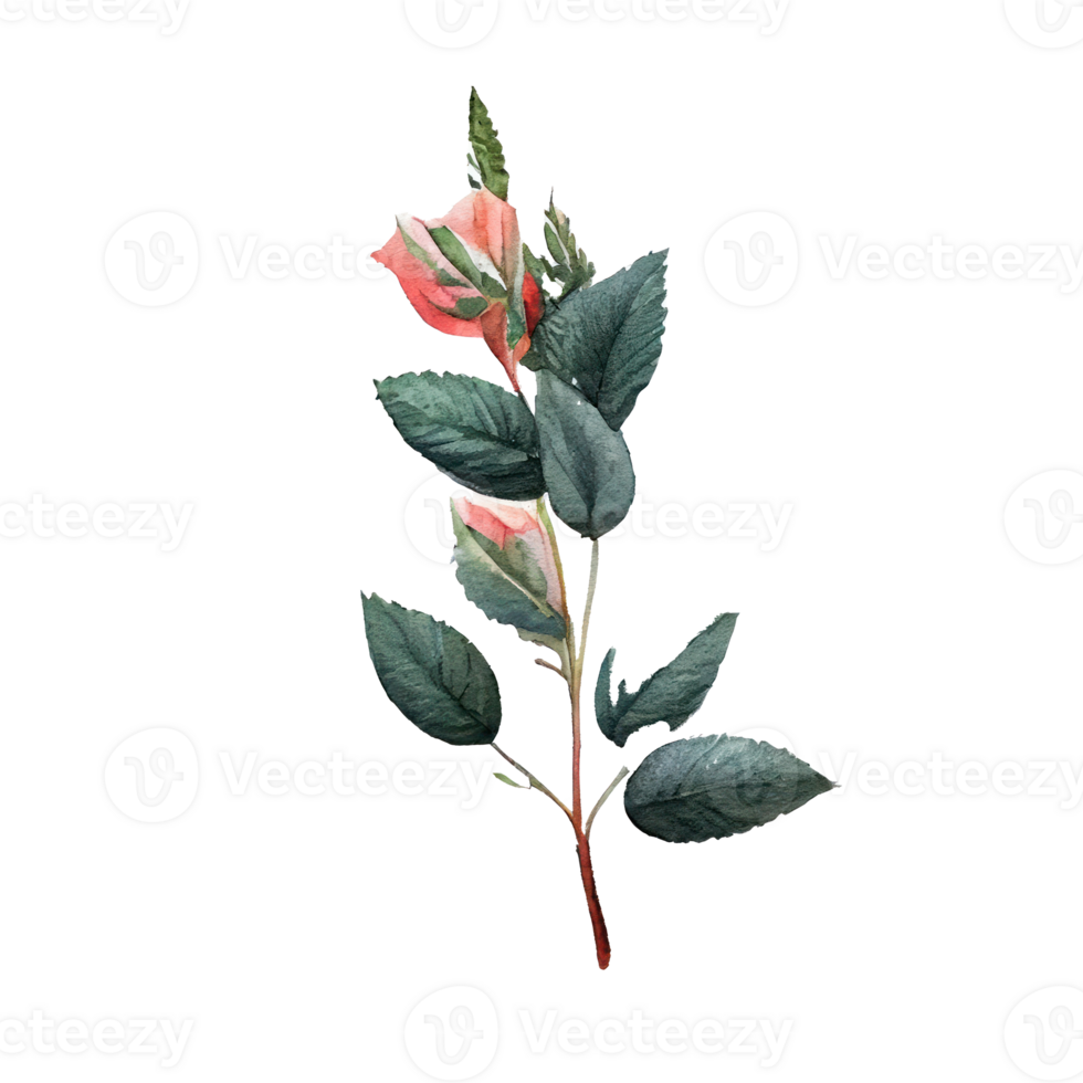 Roses watercolor . png