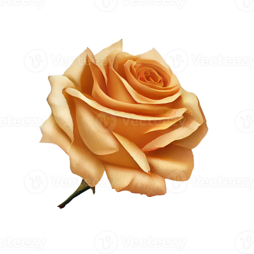 Roses watercolor . . png