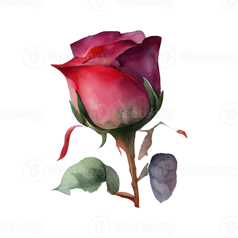 Roses watercolor . png