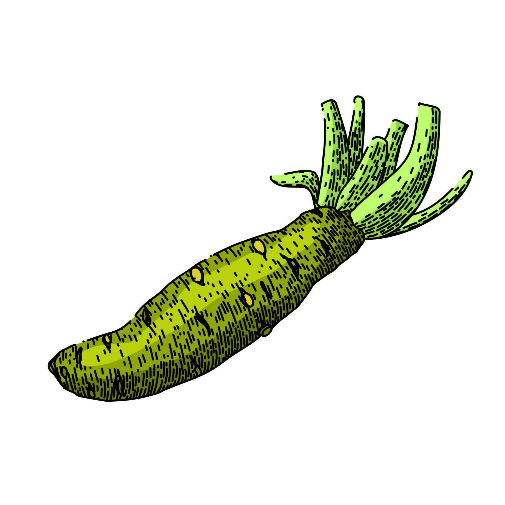 wasabi root sketch hand drawn vector 23247348 Vector Art at Vecteezy