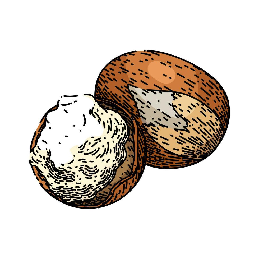 shea butter cosmetic sketch hand drawn vector