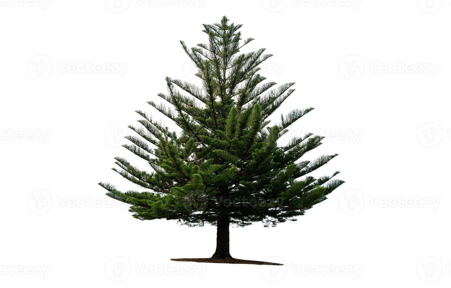 isolated tree on white background, pine tree on white backgroud photo