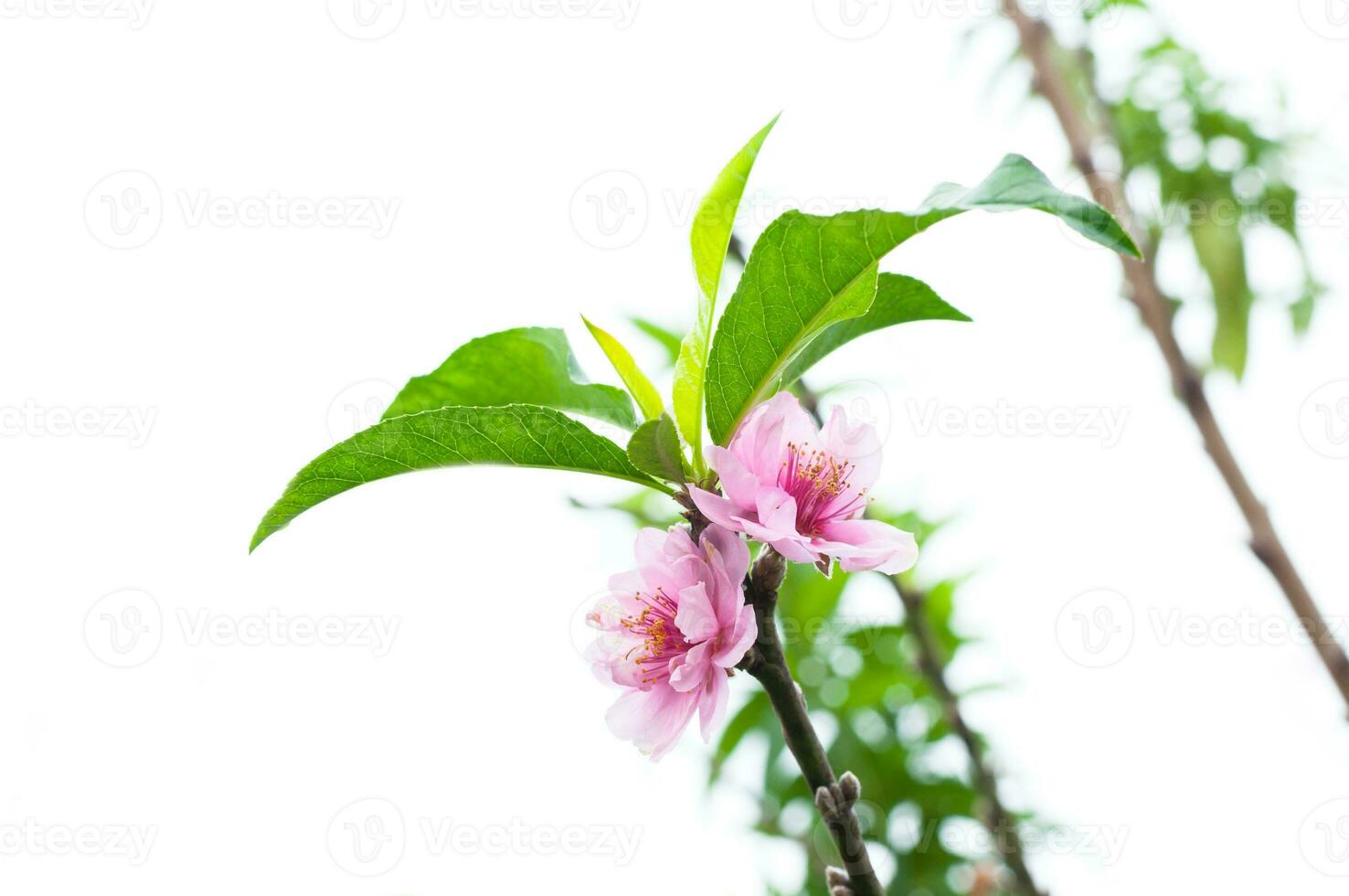 Peach flower blossom natural background.Peach flowers pink in garden photo