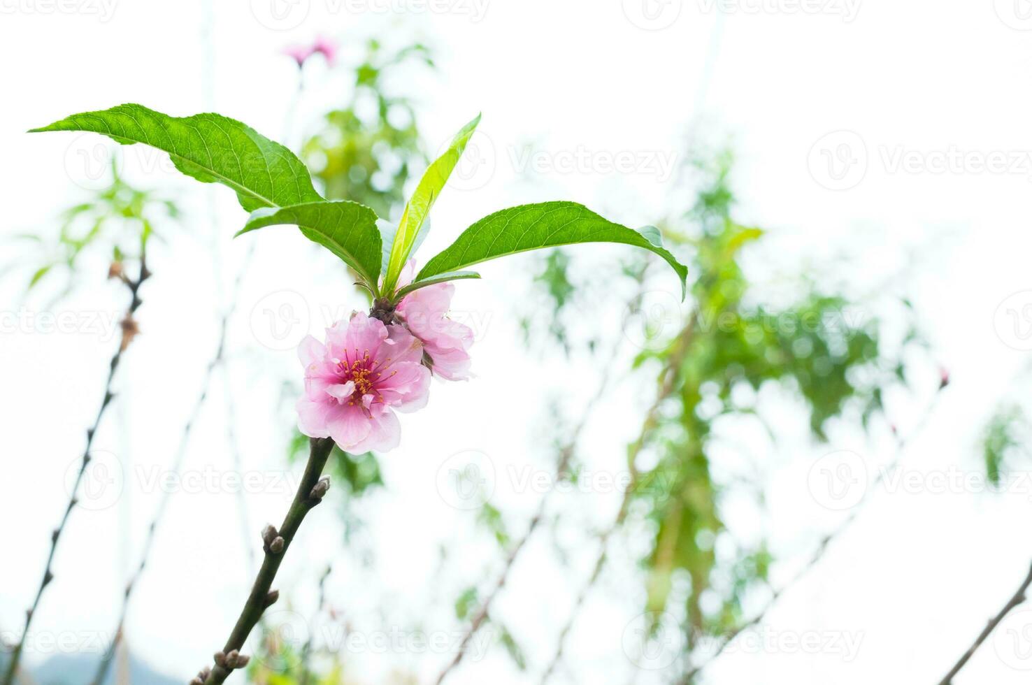 Peach flower blossom natural background.Peach flowers pink in garden photo