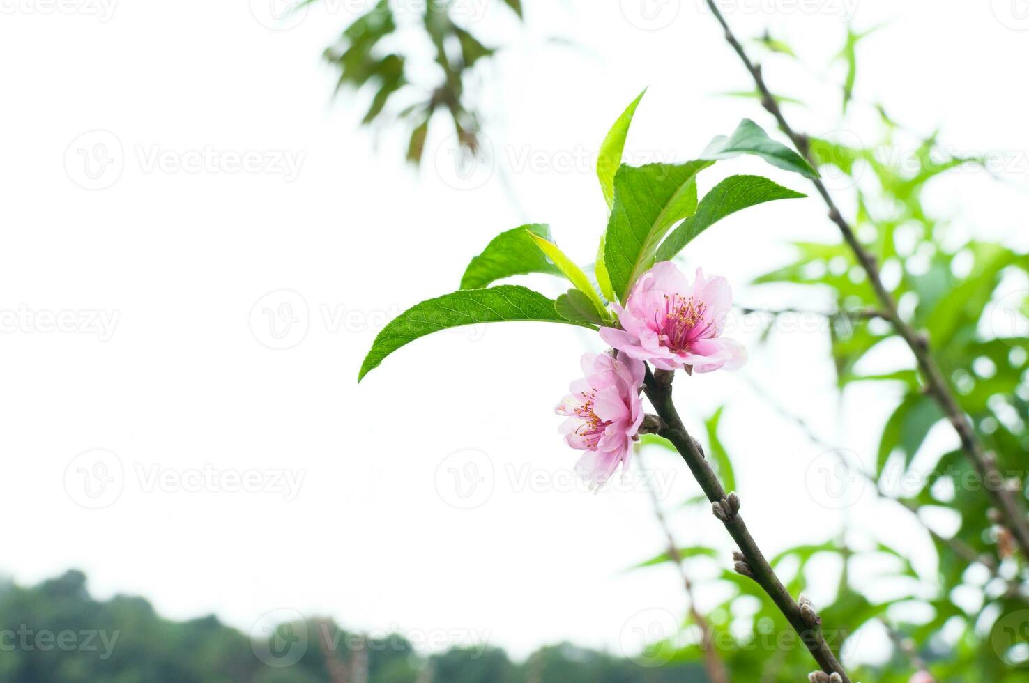 Peach flower blossom natural background.Peach flowers pink in garden photo