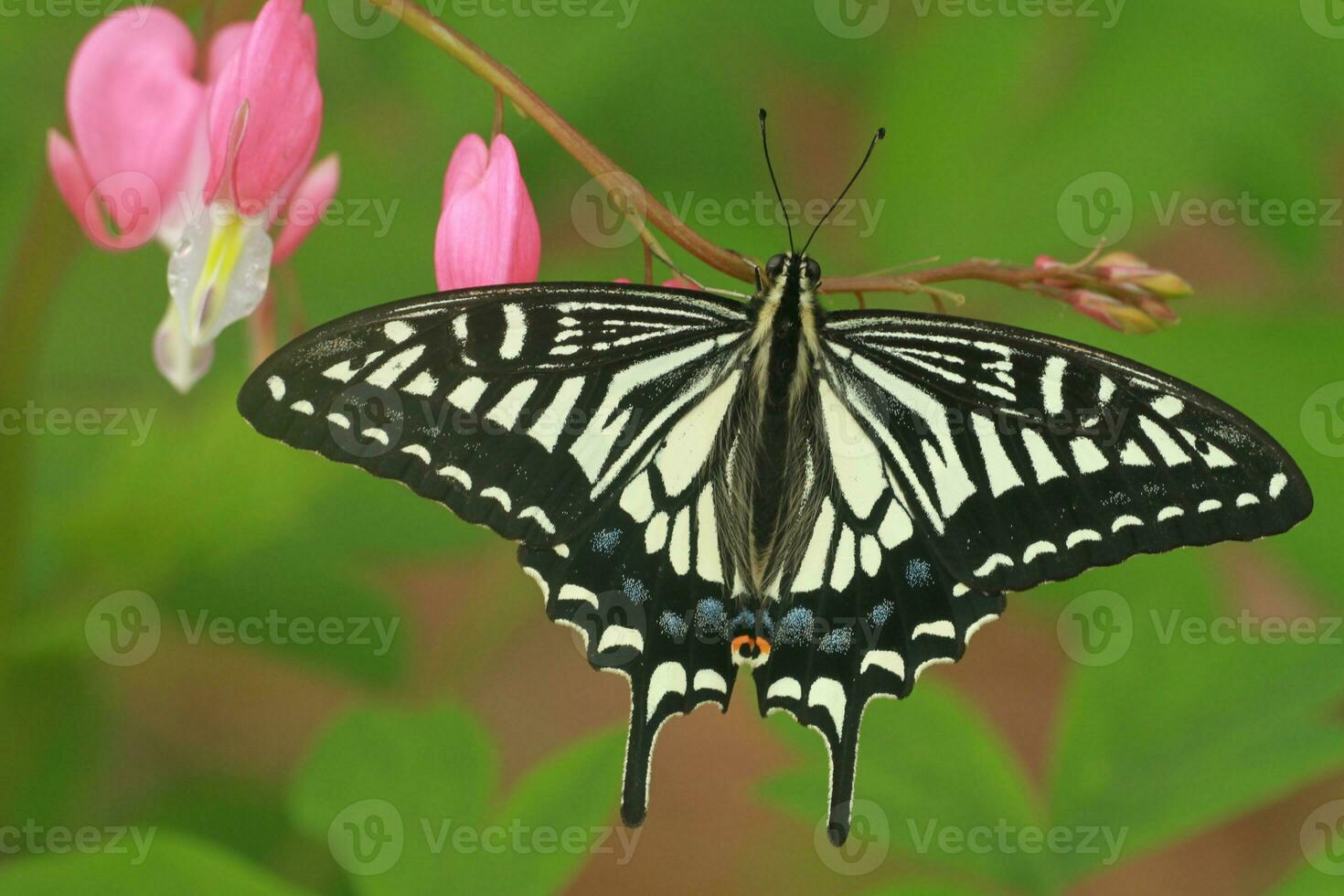asian swallowtail butterfly photo