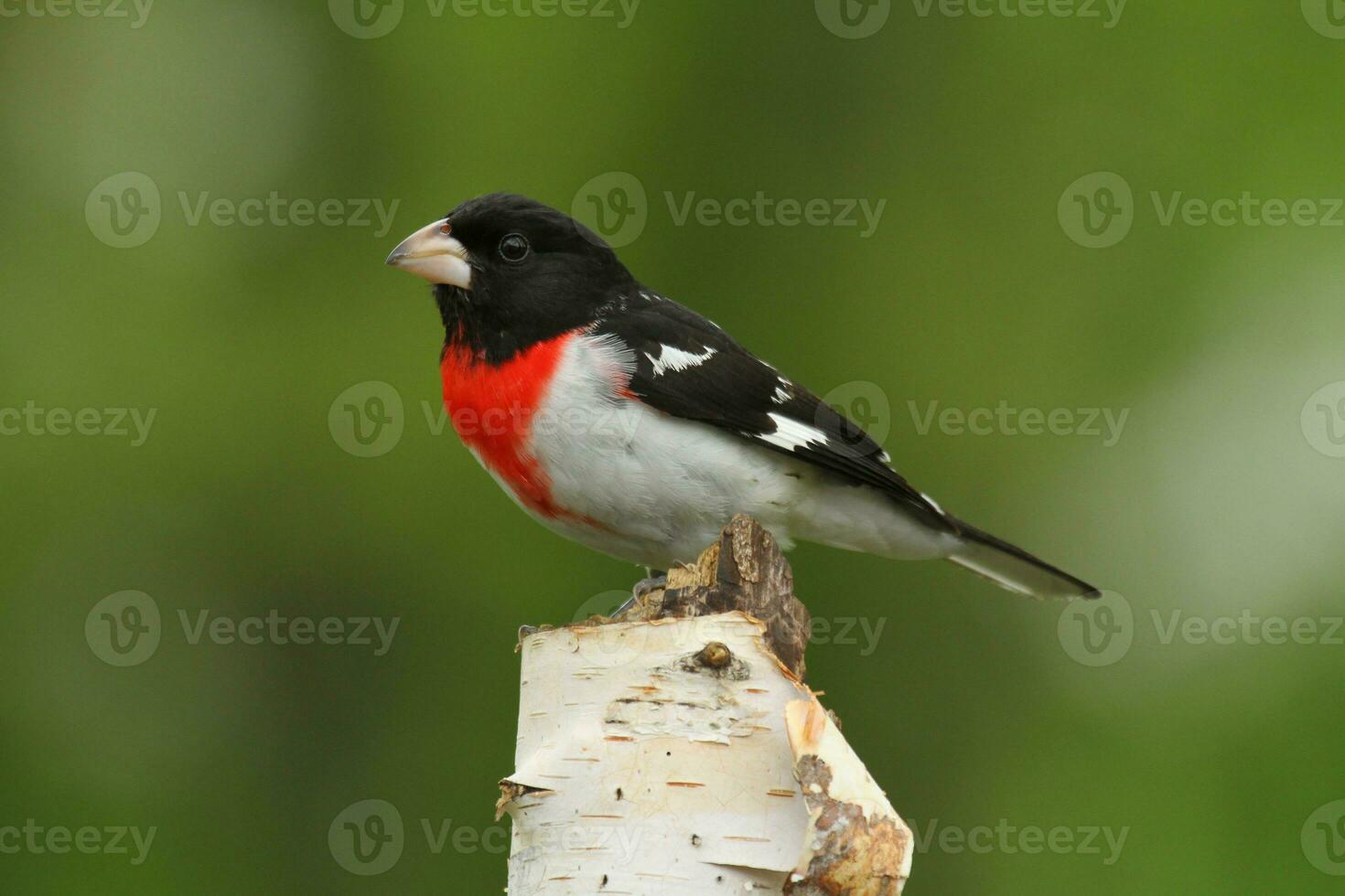 male rose breasted grosbeak photo