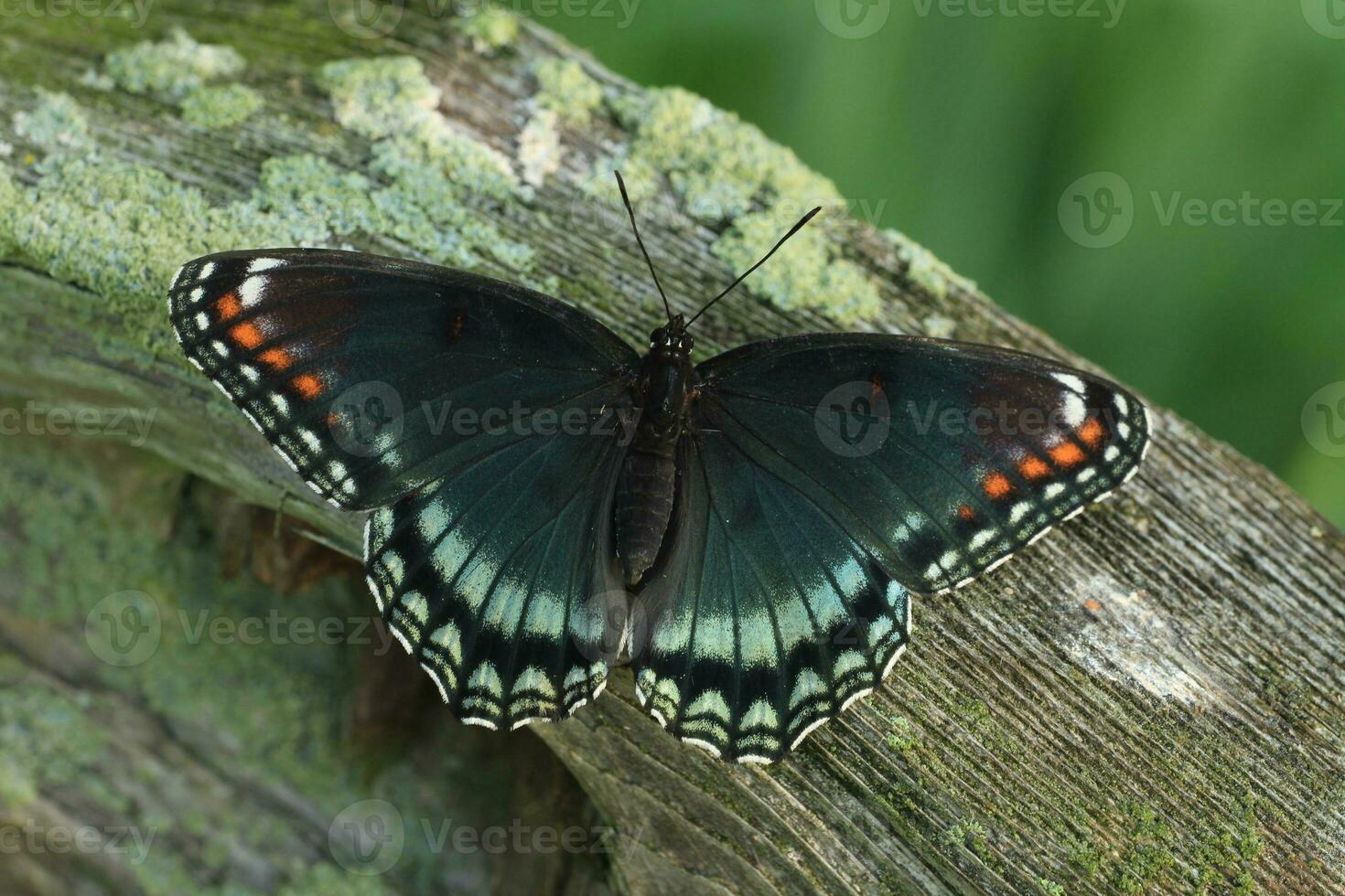 red spotted purple butterfly photo
