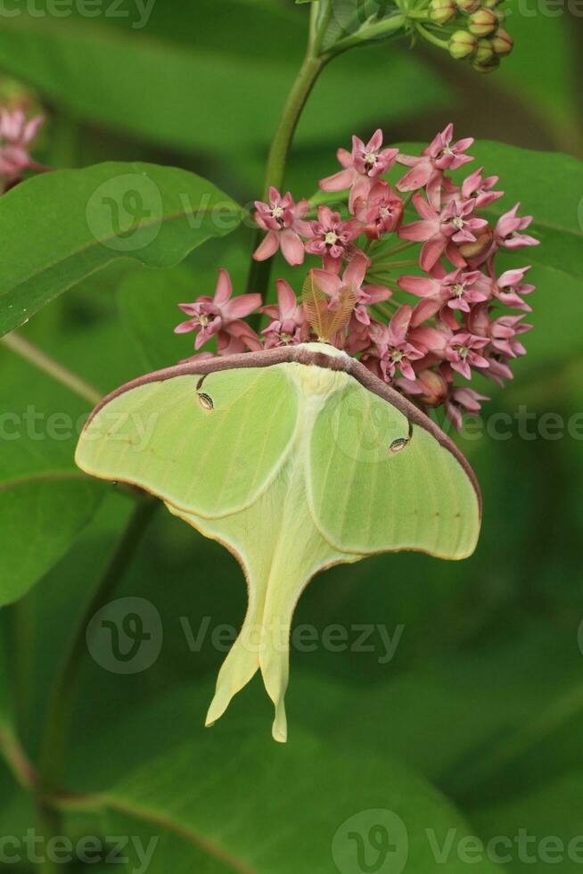 luna moth on milkweed photo