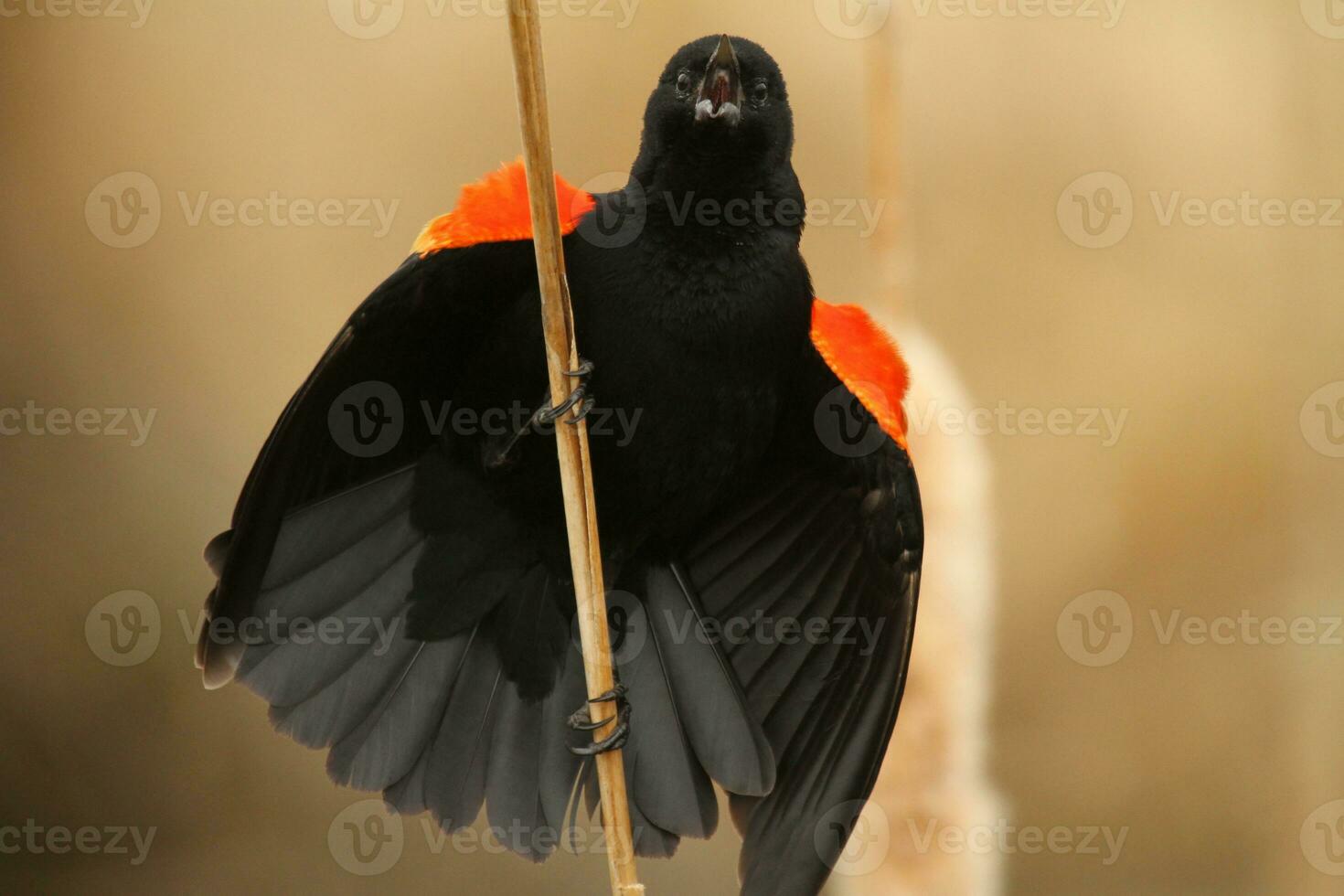 red winged blackbird calling photo