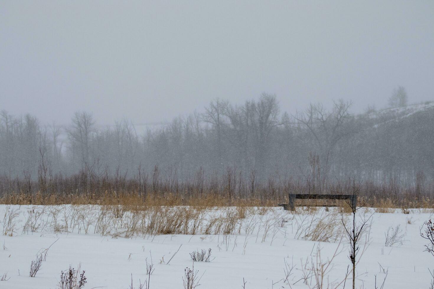 Winter snowy landscape photo