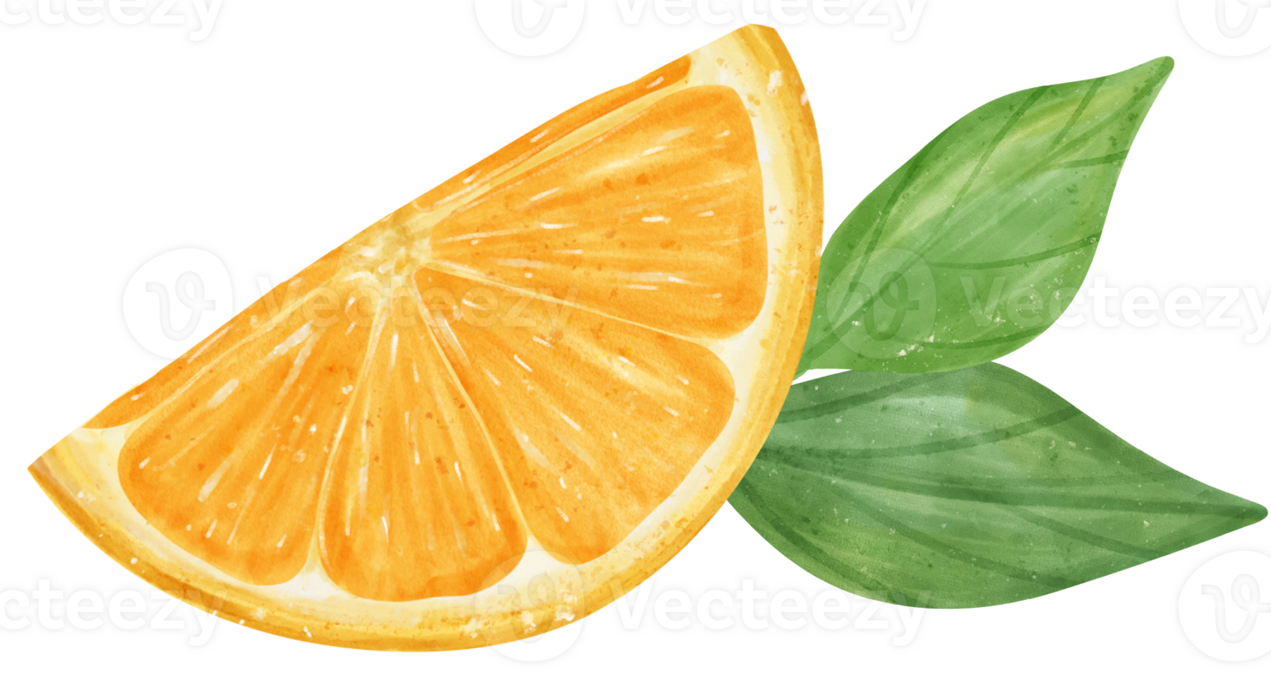 Watercolor fresh orange fruit hand drawing painted illustration with