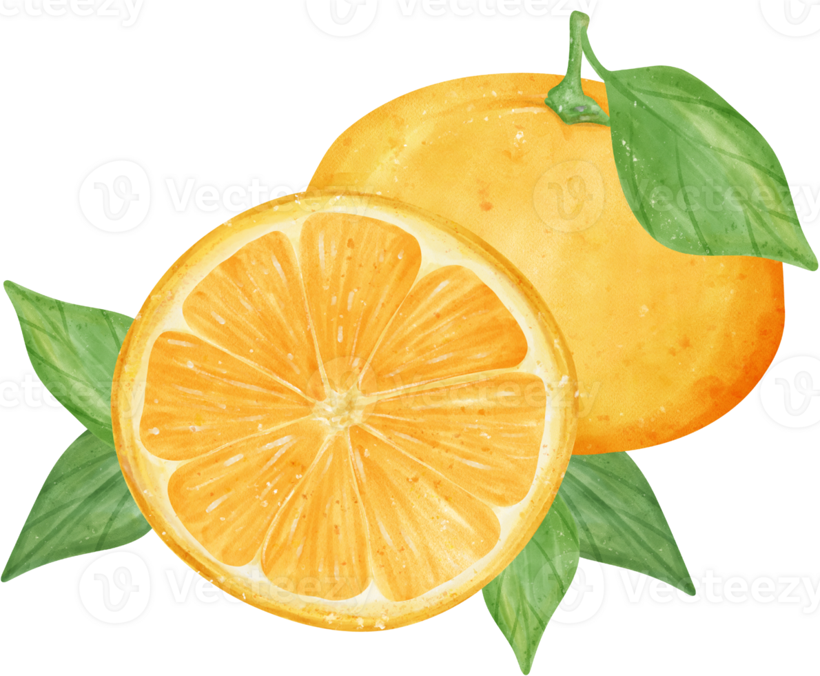 Watercolor fresh orange fruit hand drawing painted illustration with