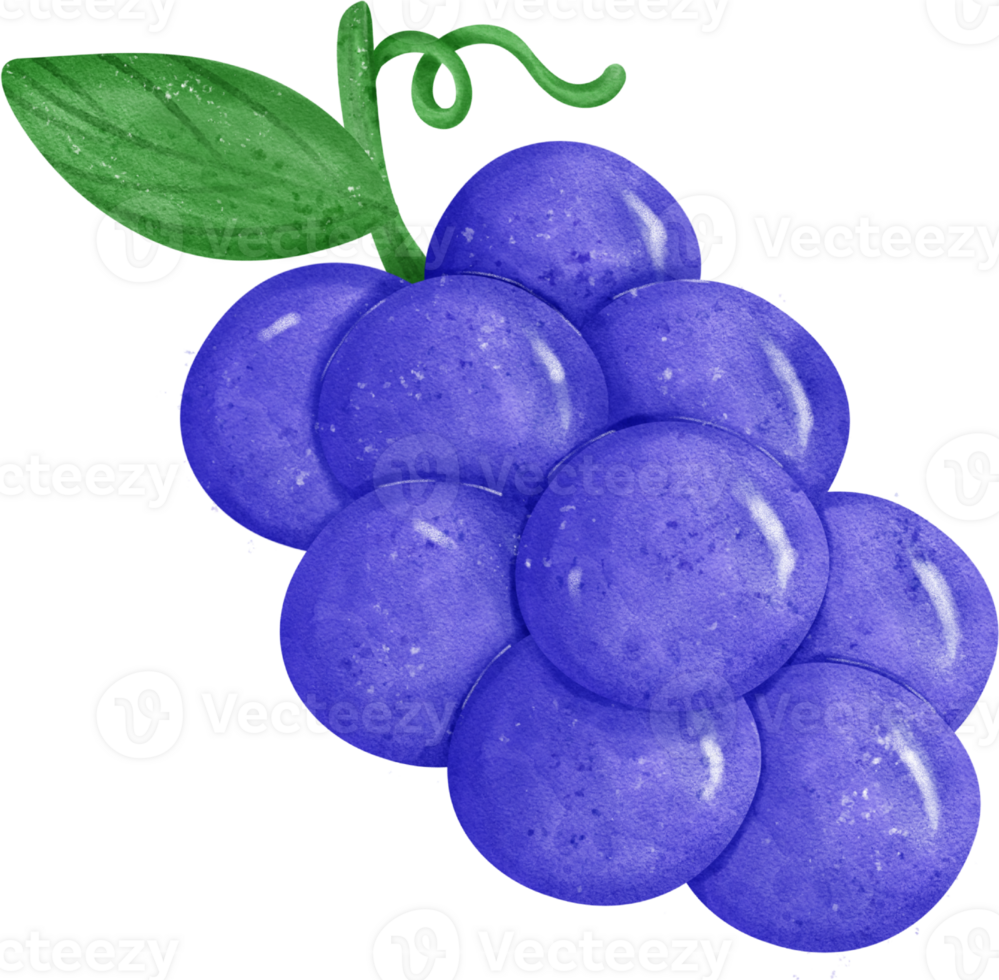cute fresh bunch of purple grapes fruit watercolor png