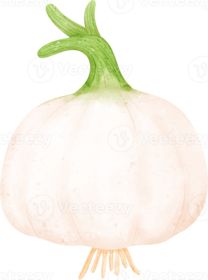 Free Watercolor fresh white onion vegetable vibrant color hand drawing
