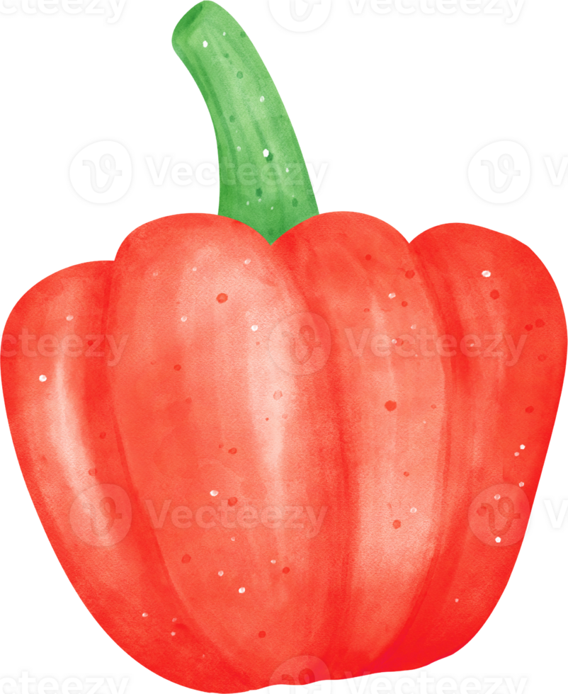 waterverf vers rood klok peper groente levendig kleur hand- tekening png