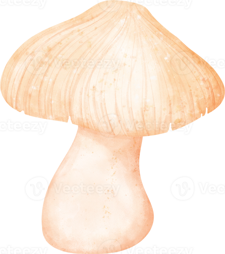 aquarelle Frais champignon légume vibrant Couleur main dessin png