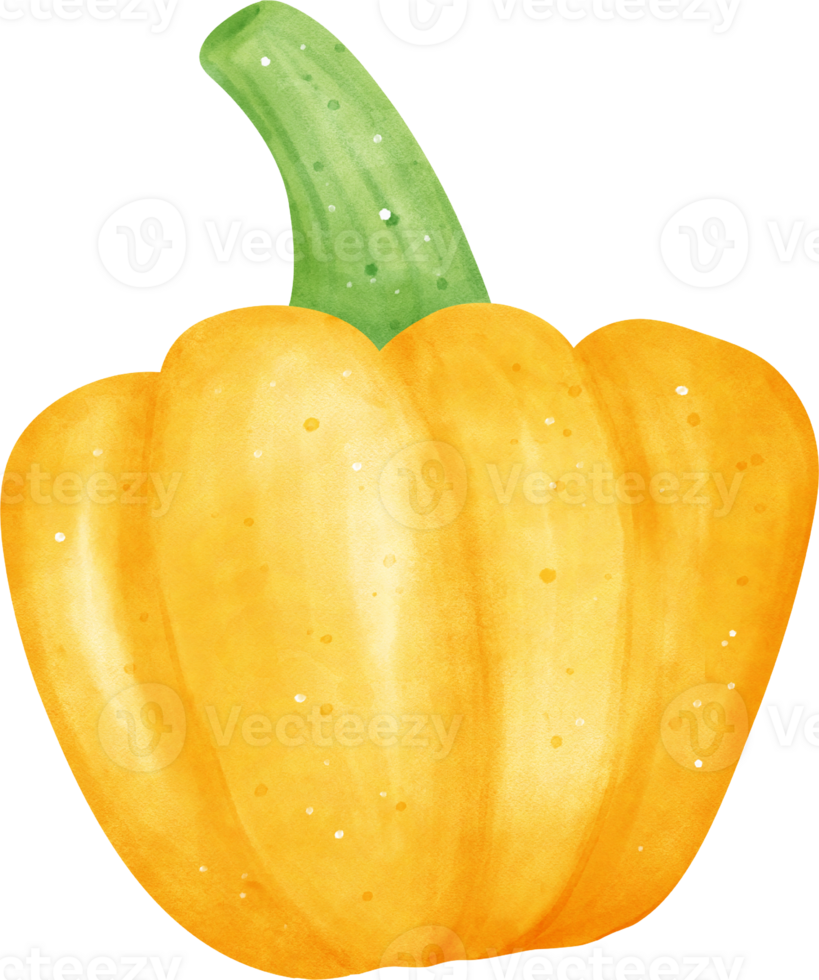 Watercolor fresh yellow bell pepper vegetable vibrant color hand drawing png