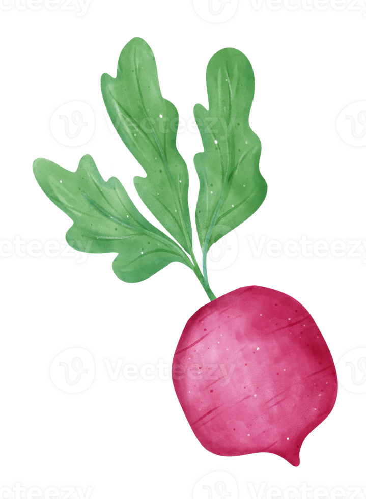 Watercolor fresh red radish vegetable vibrant color hand drawing png