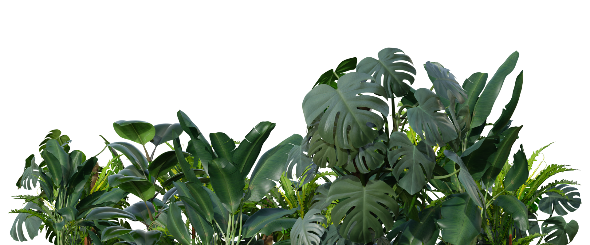 tropical plantas en transparente antecedentes como png. botánico primer