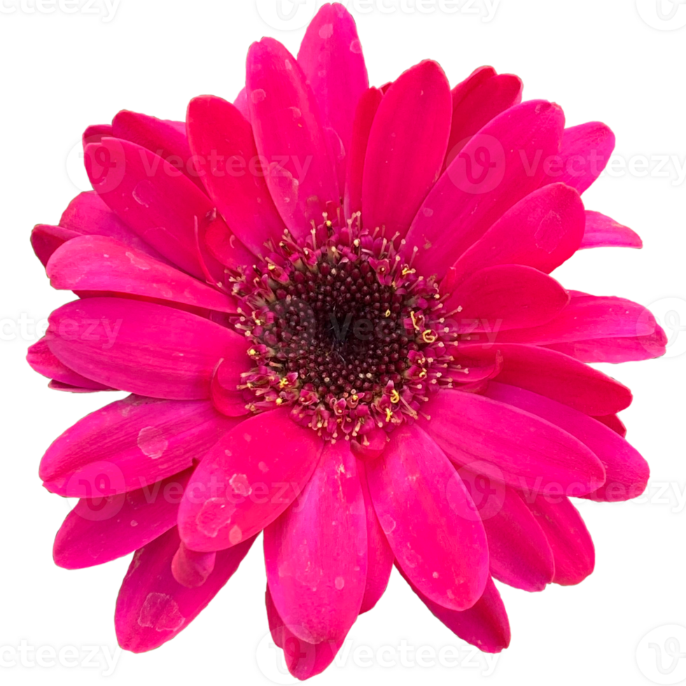 Flower Pink Blossoms png