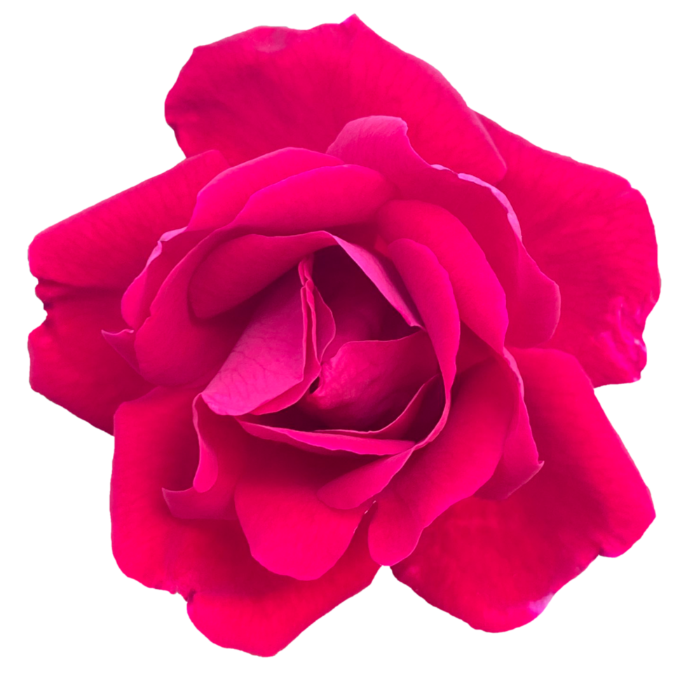 rote Rosenblume png