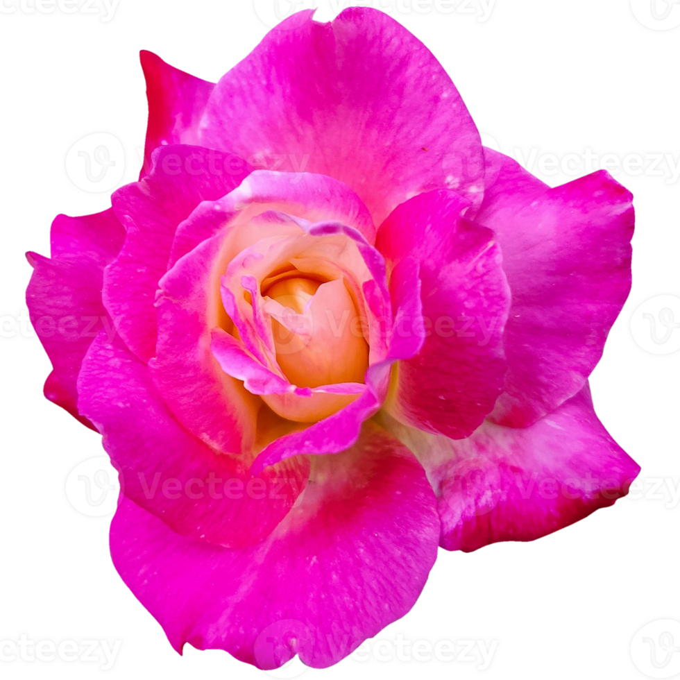 Rose Flower Pinkish png