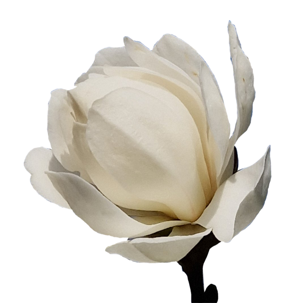 Yulan magnolia flower png