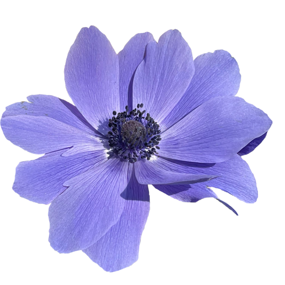 Poppy anemone flower png